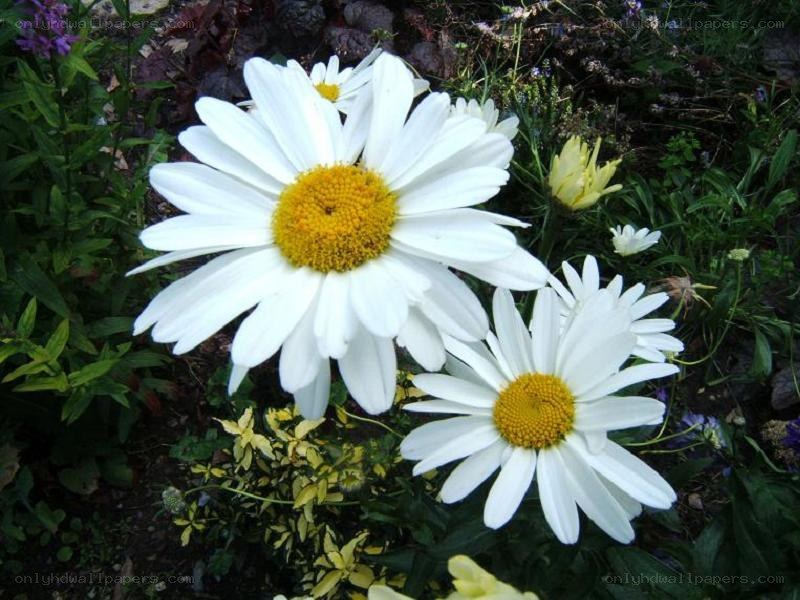 White daisies in a garden