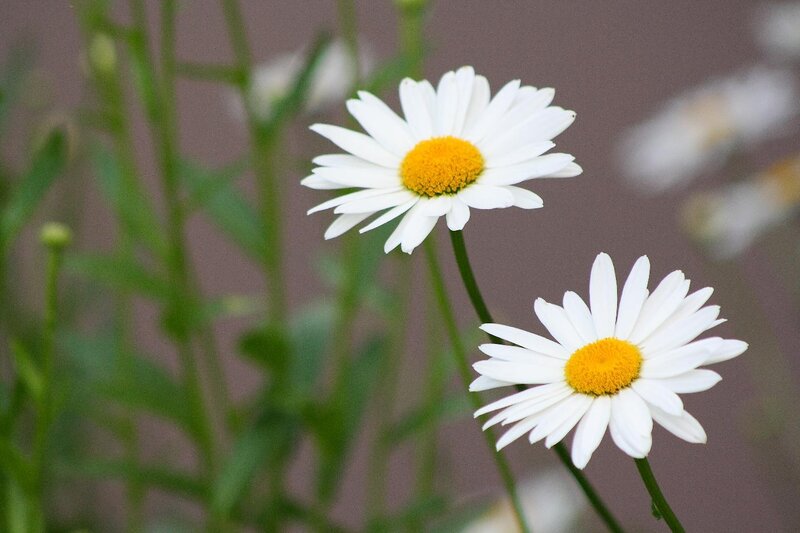 White daisies in a garden