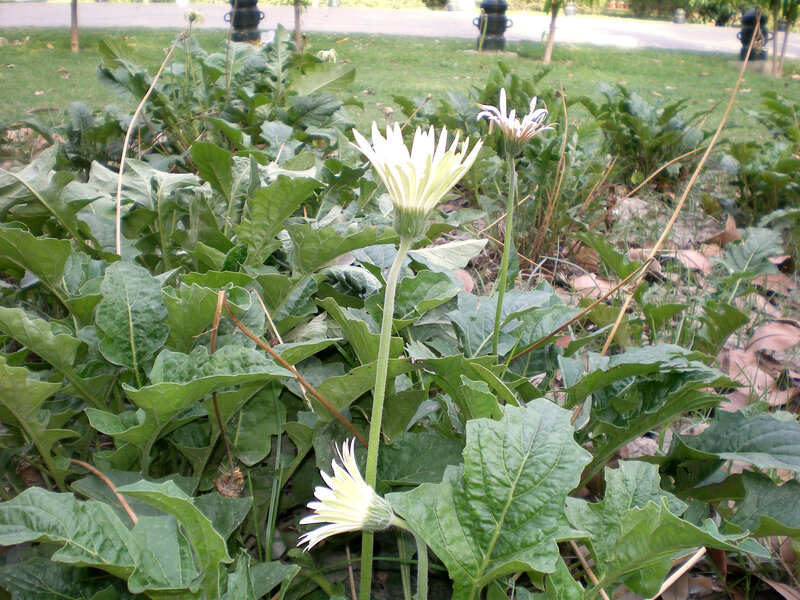 White daisies in a garden