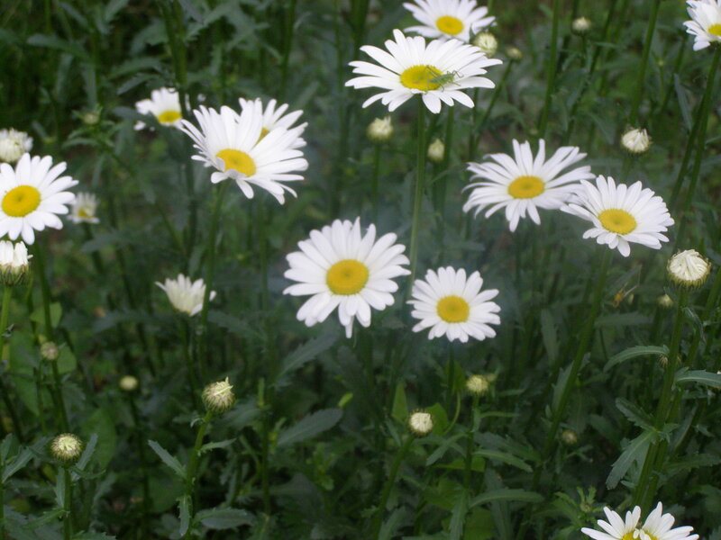 White daisies in a garden