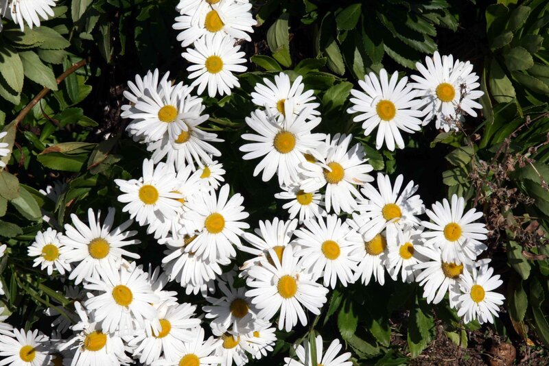White daisies in a garden