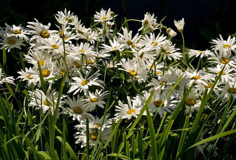 White daisies in a garden