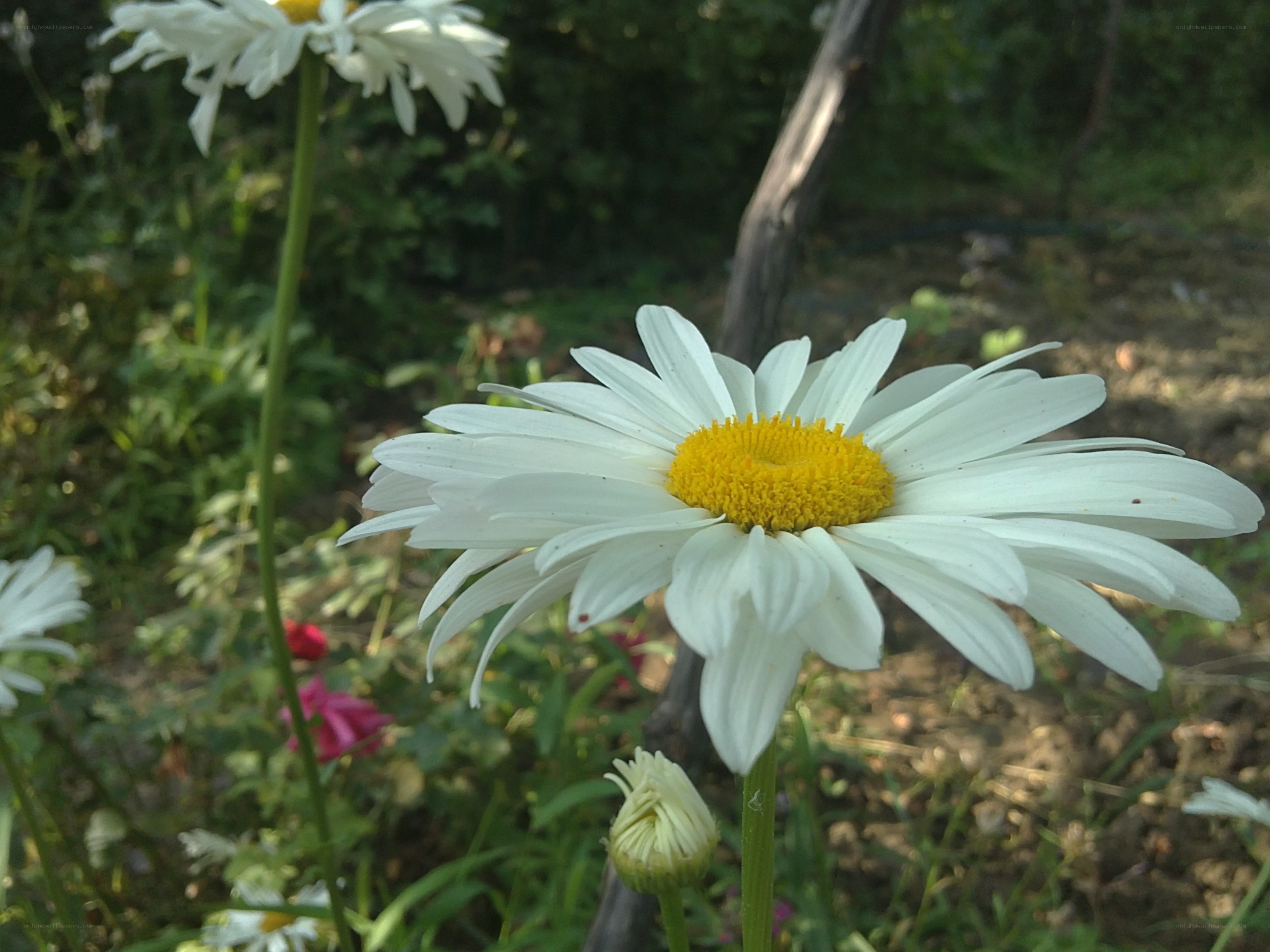 White daisies in a garden