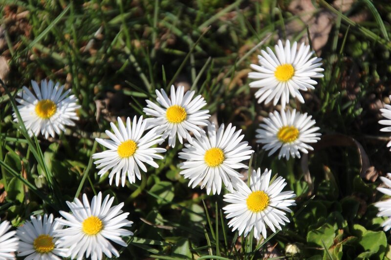 White daisies in a grassy field