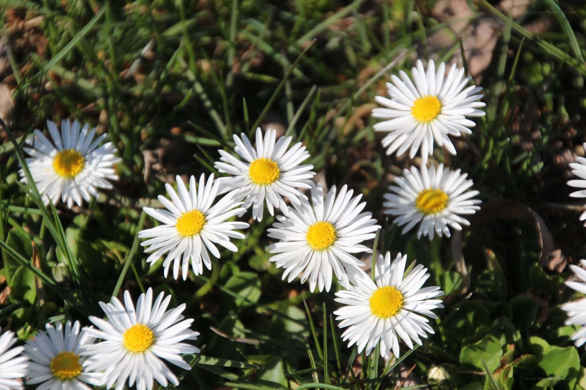 White daisies in a grassy field