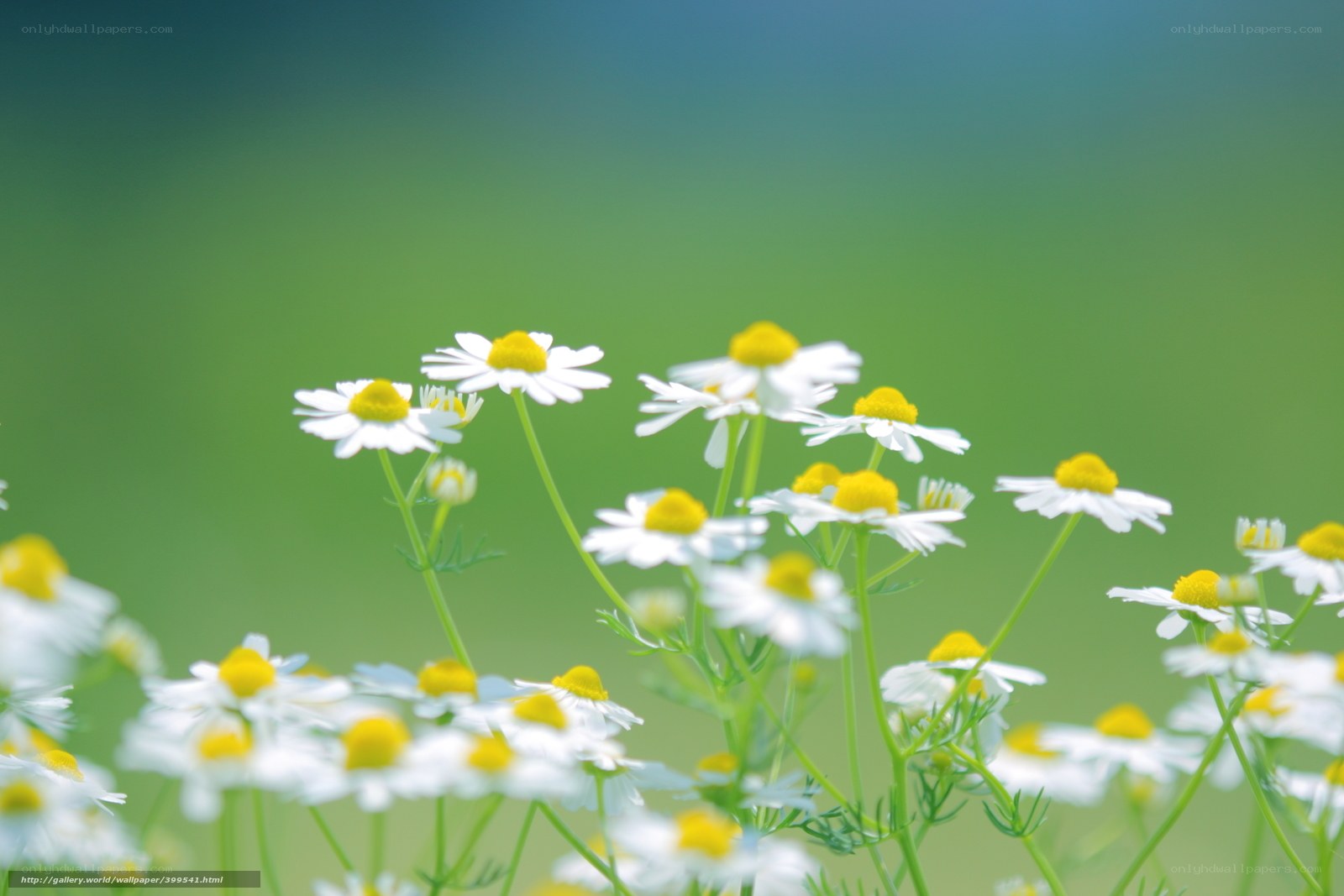 White daisies in a green field