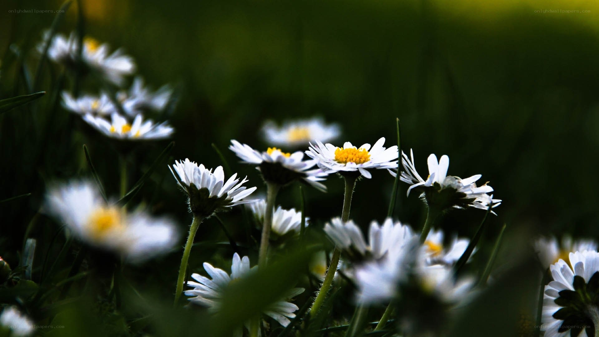 White daisies in a green field