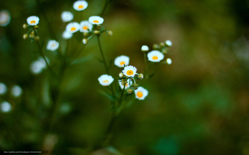 White daisies in a green field