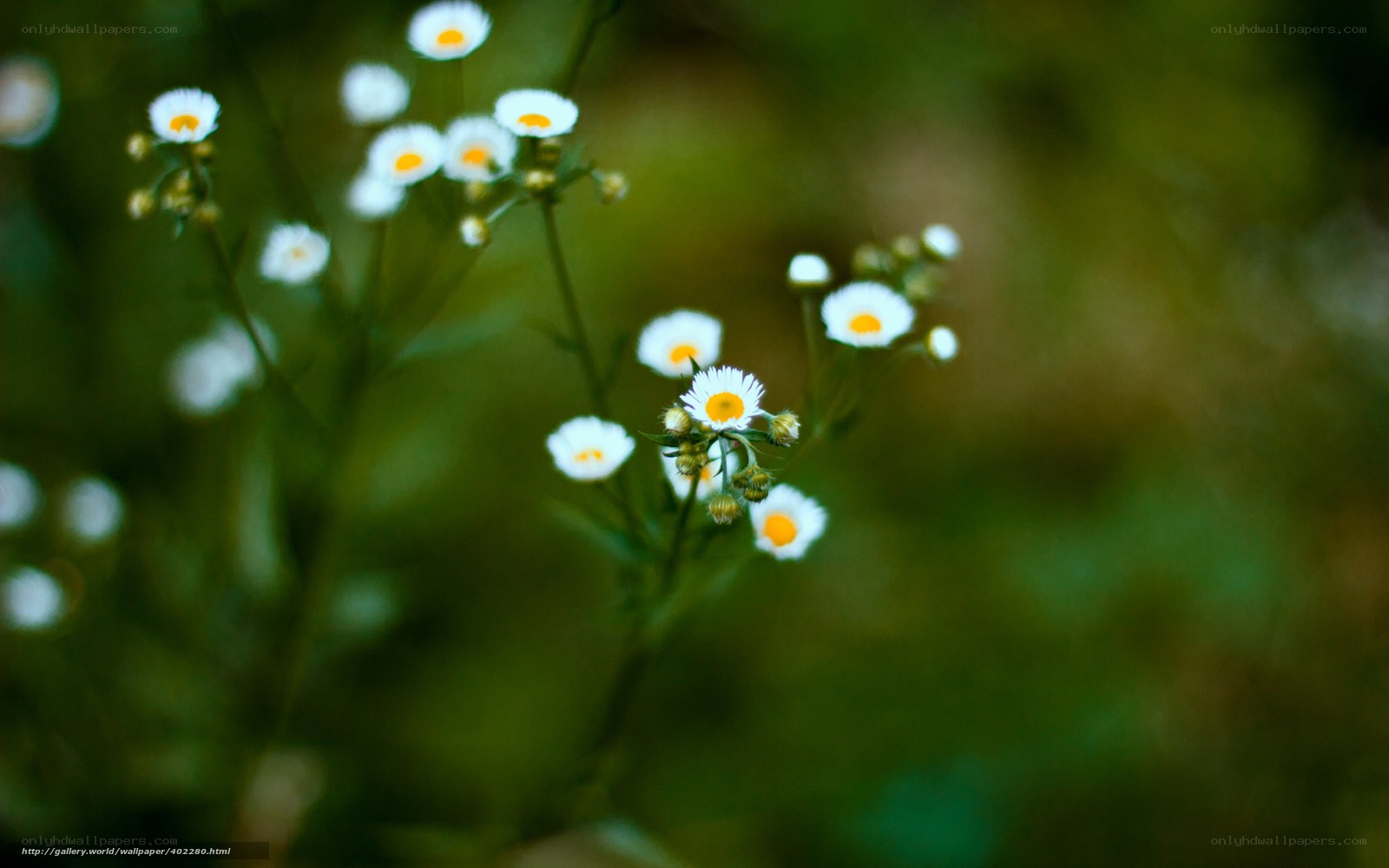 White daisies in a green field
