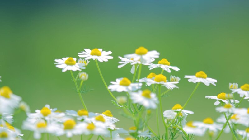 White daisies in a green field