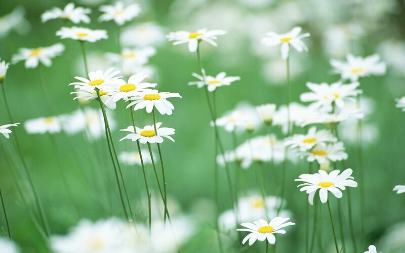 White daisies in a green field