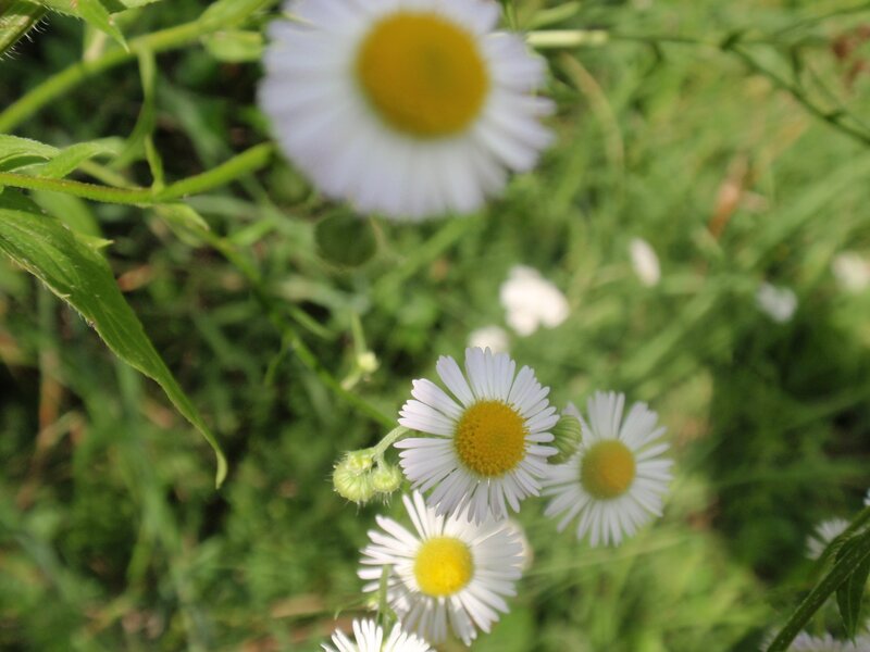 White daisies in a green field
