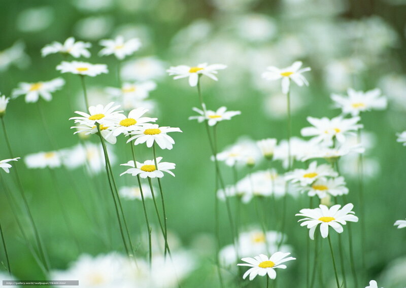 White daisies in a green field