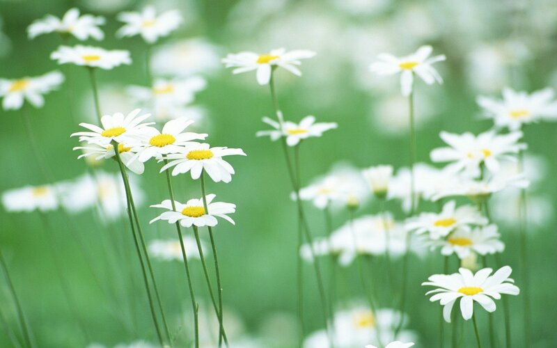 White daisies in a green field