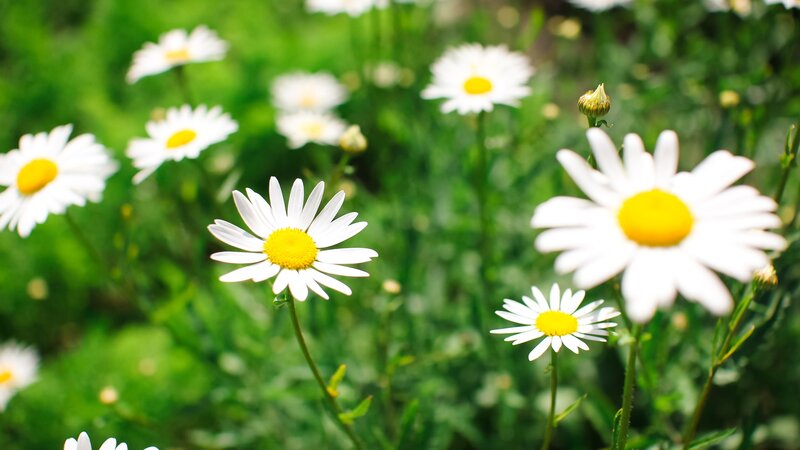 White daisies in a green field