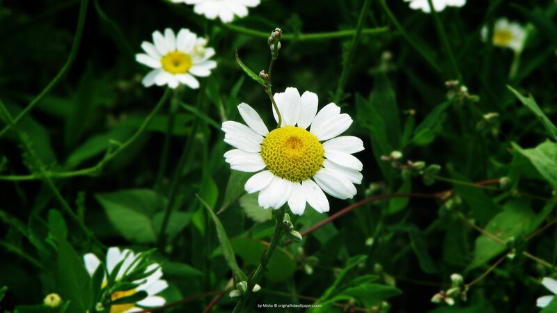 White daisies in a green field