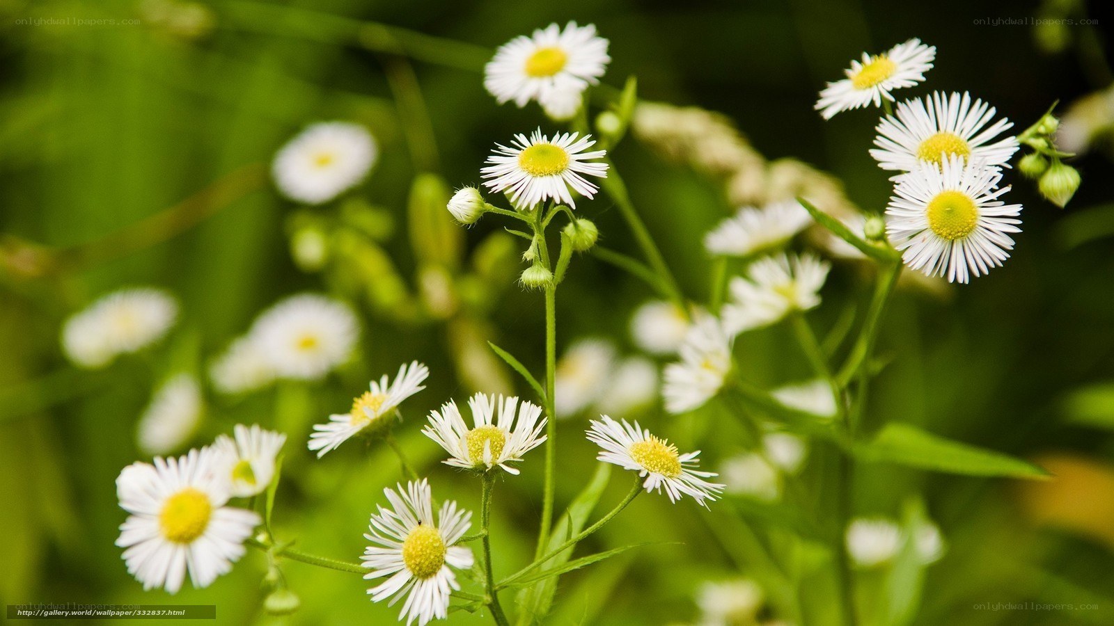 White daisies in a green field