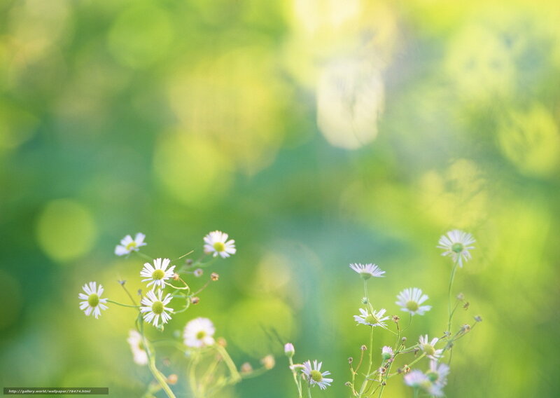 White daisies in a green field