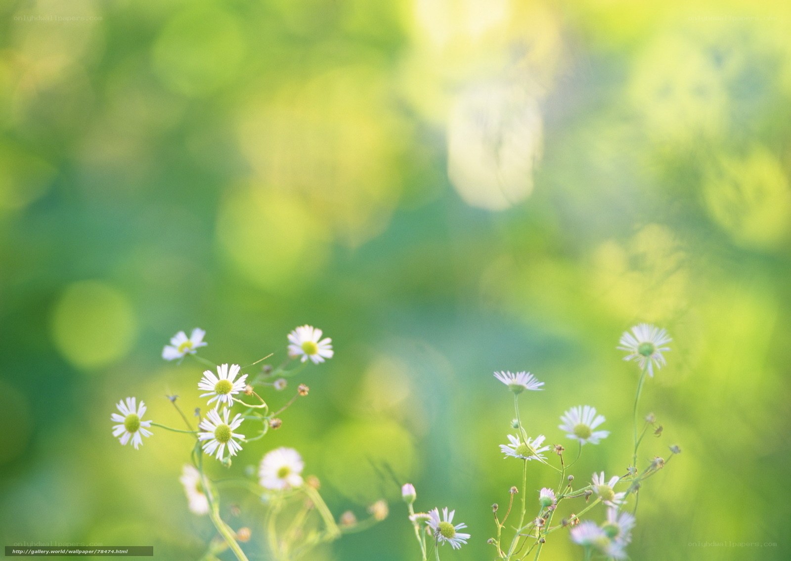 White daisies in a green field