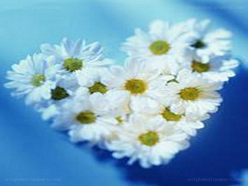White daisies in a heart shape