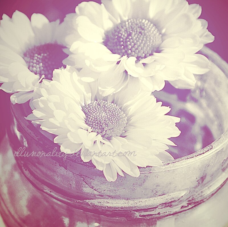 White Daisies in a Jar