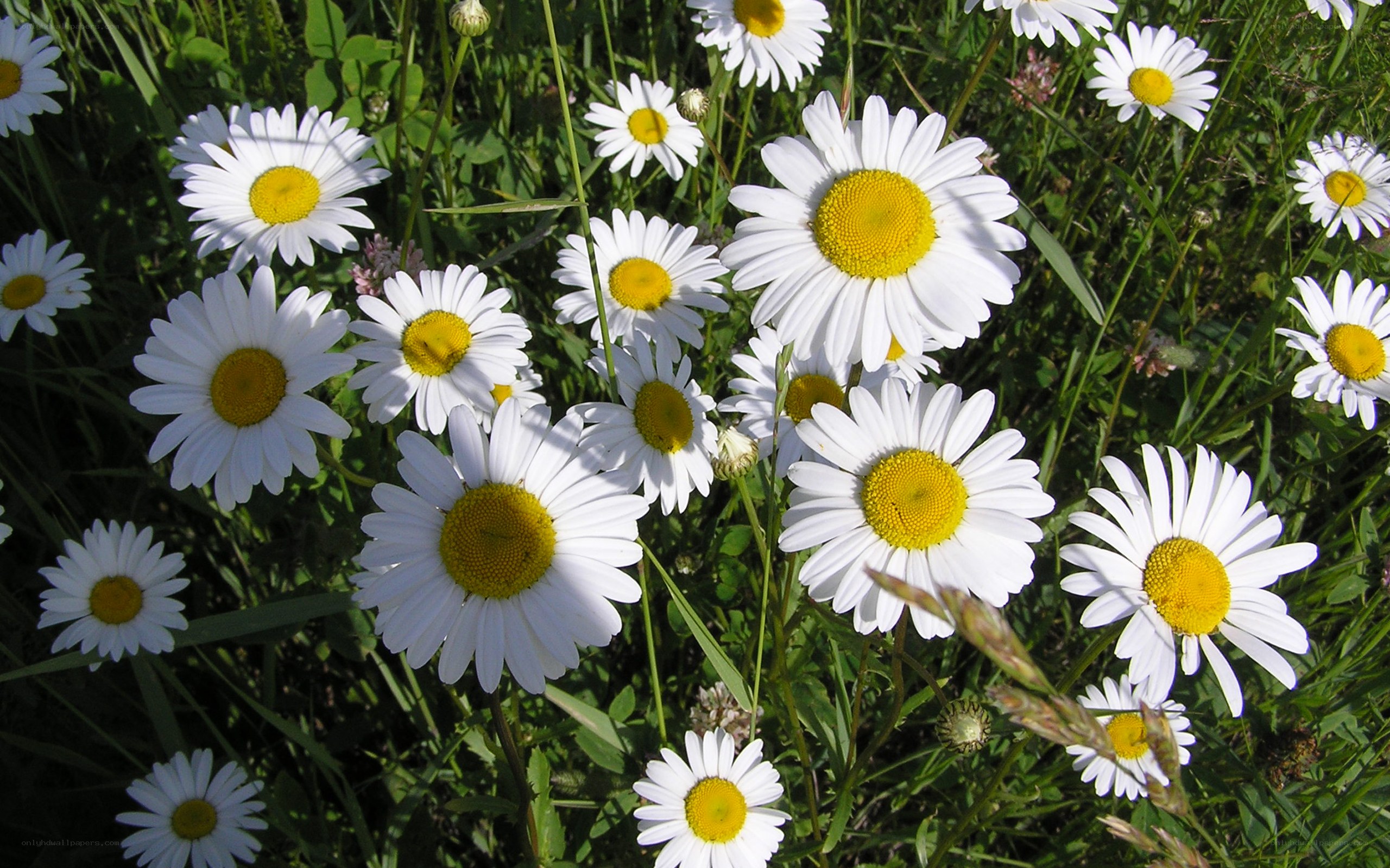 White daisies in a meadow
