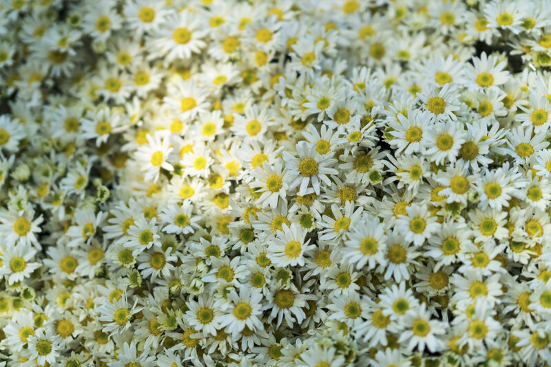 White Daisies in a Pile