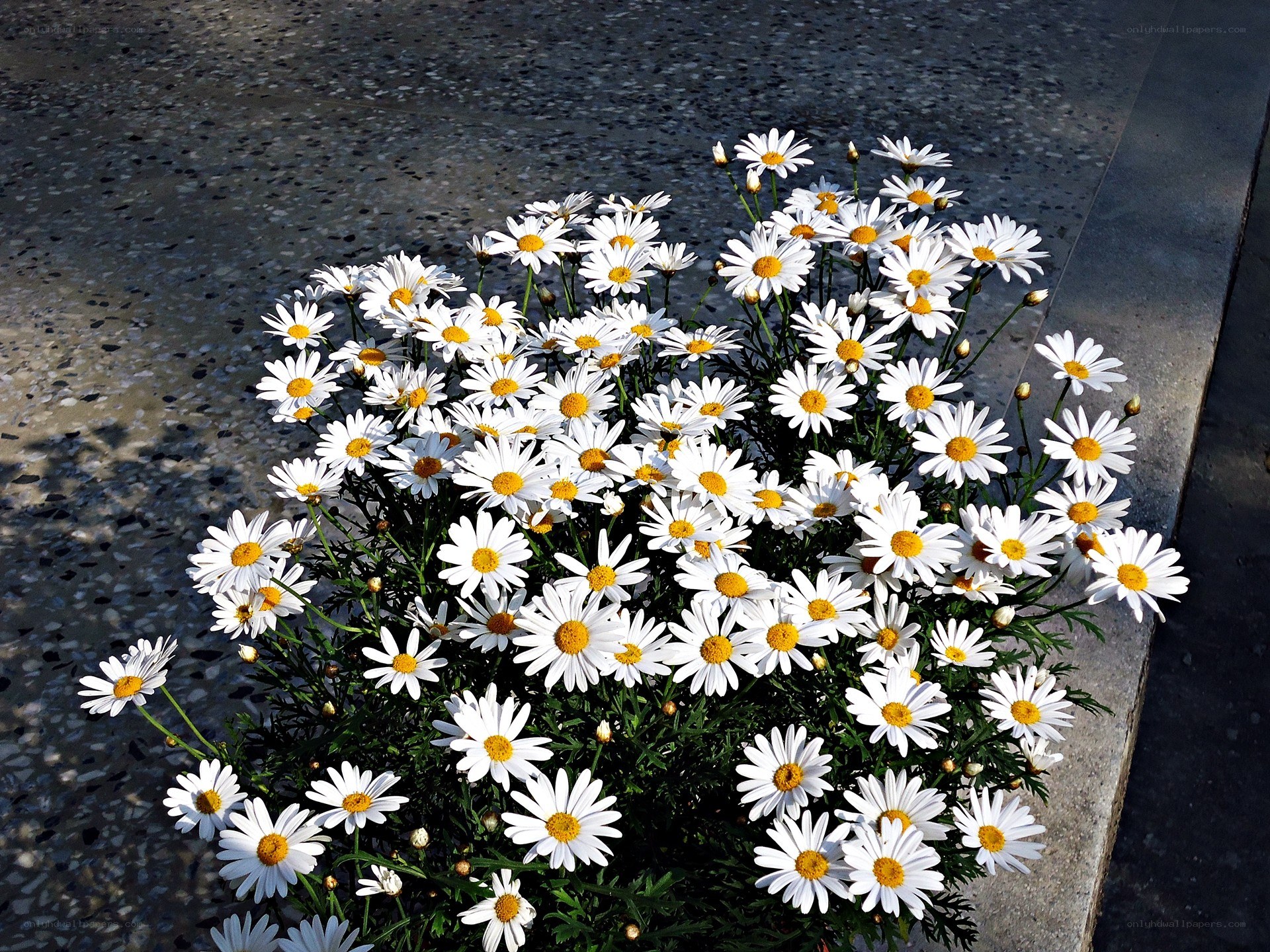 White daisies in a planter