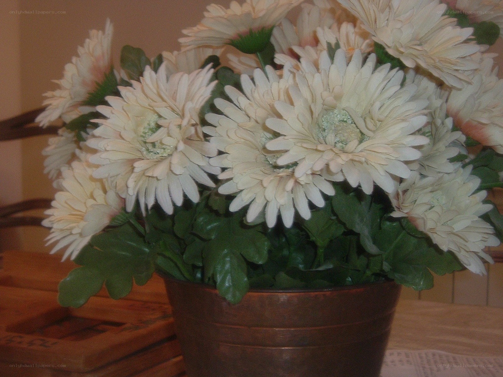 white daisies in a pot
