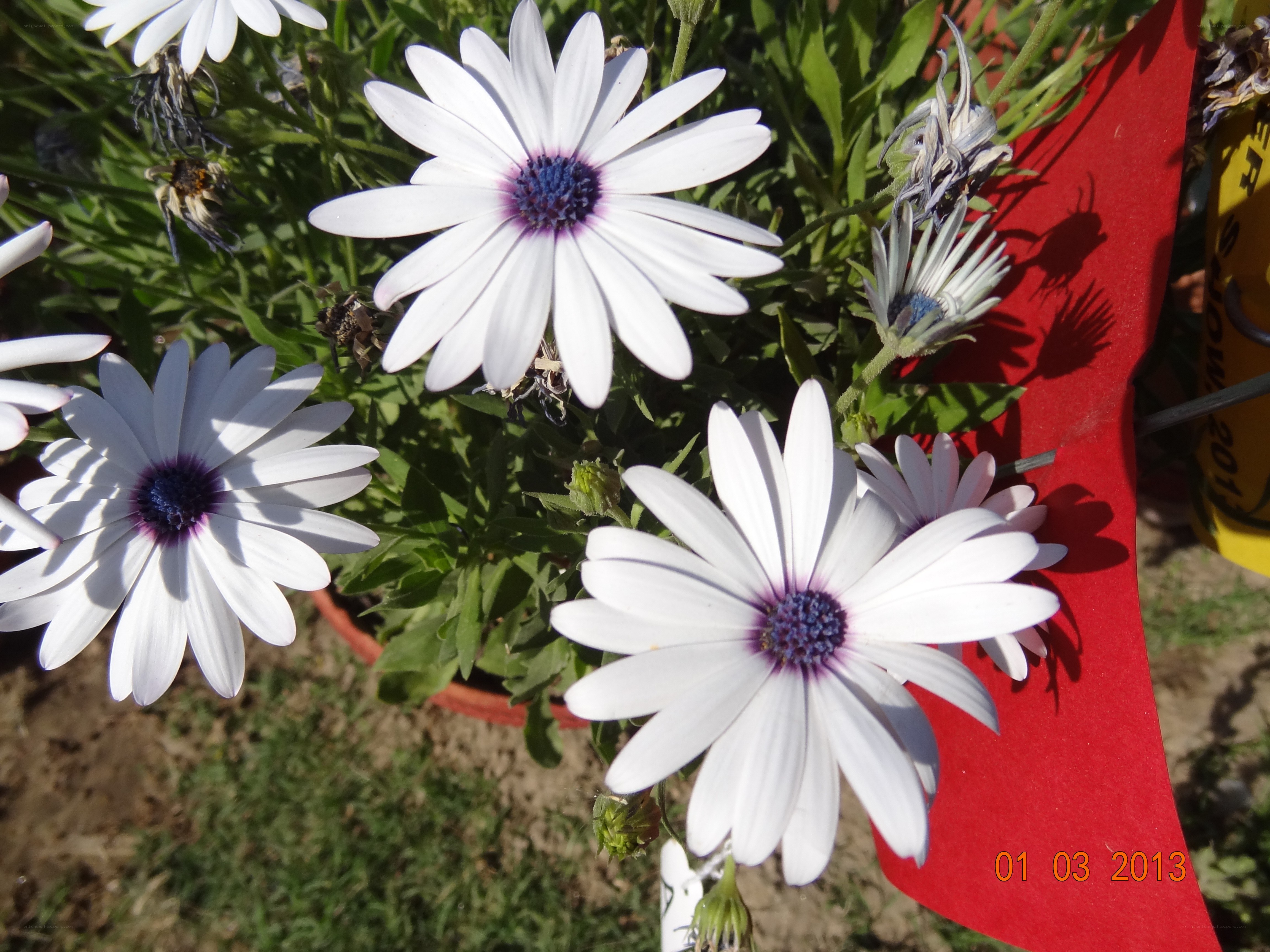 white daisies in a pot