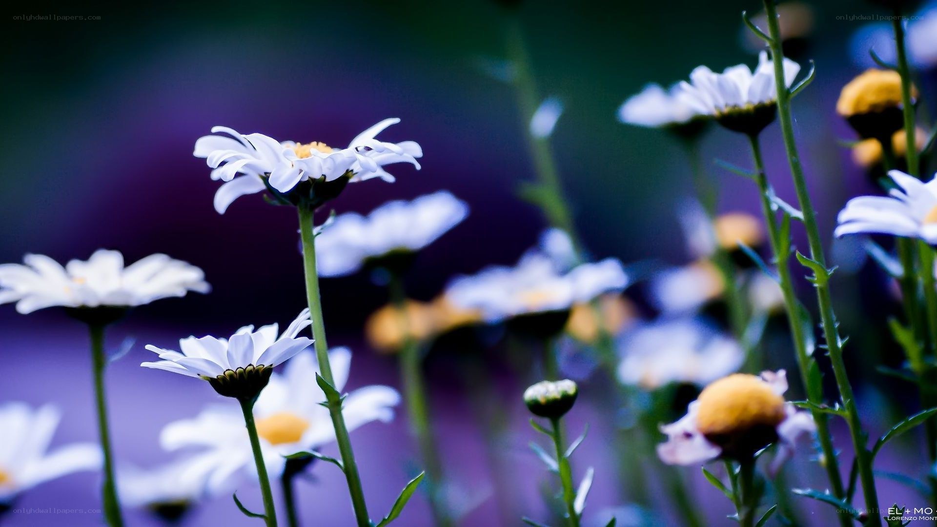 White daisies in a purple field