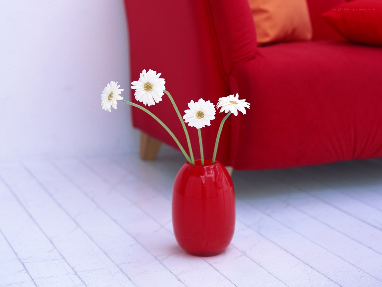 White daisies in a red vase