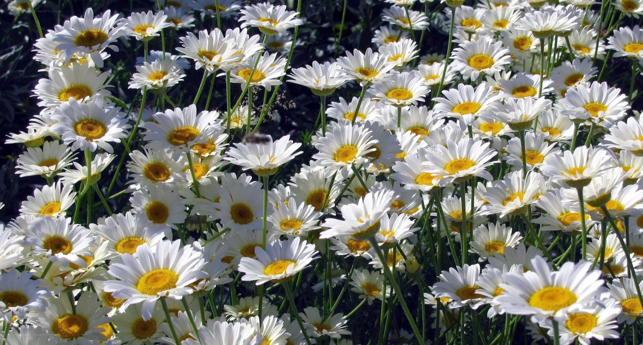 White daisies in a sunny field