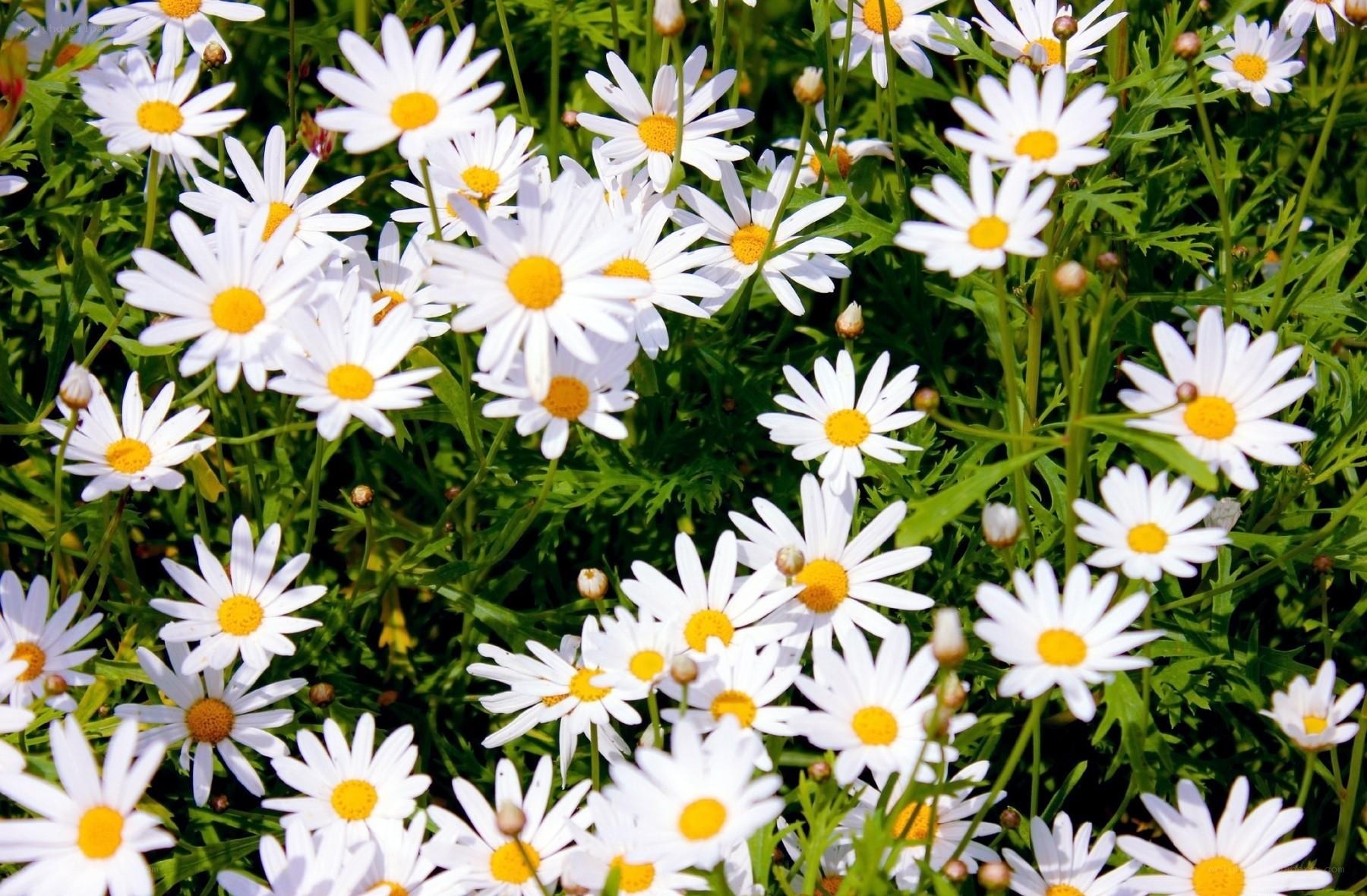 White daisies in a sunny field