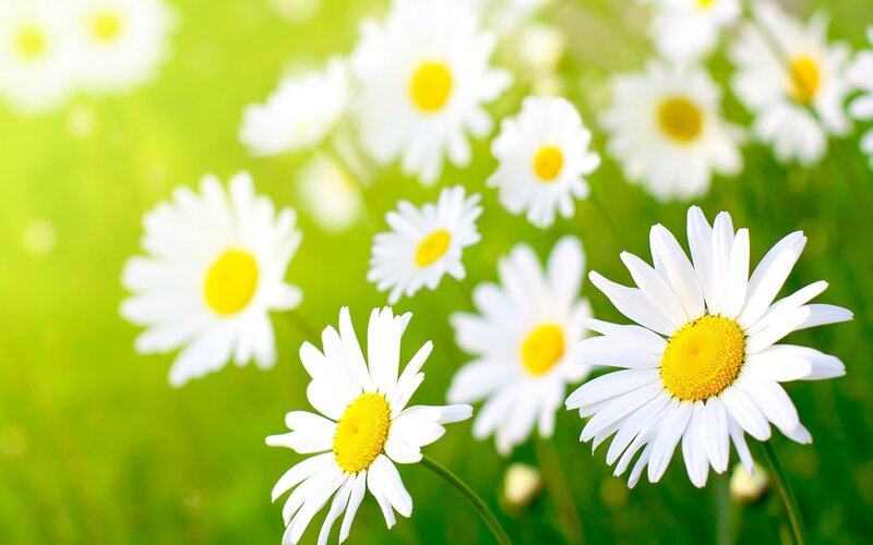 White daisies in a sunny field