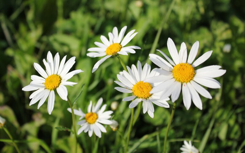 White daisies in a sunny field