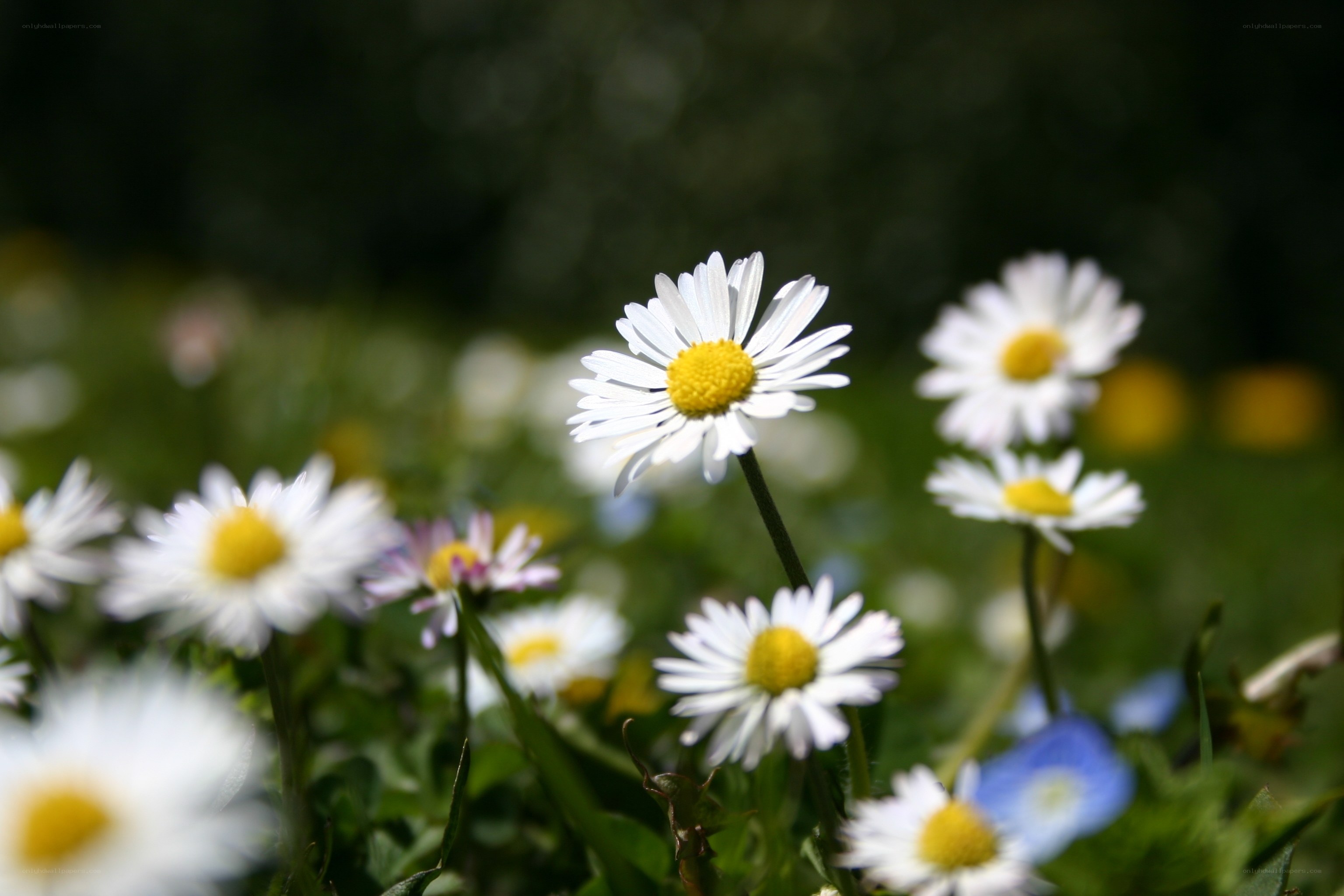 White daisies in a sunny field