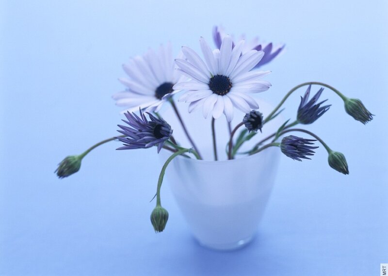 White daisies in a vase