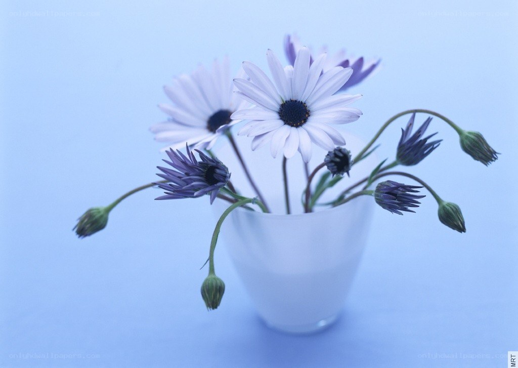 White daisies in a vase