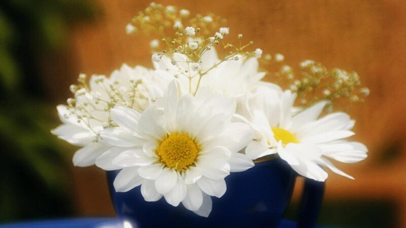 White Daisies in a Vase — Calm, Afternoon