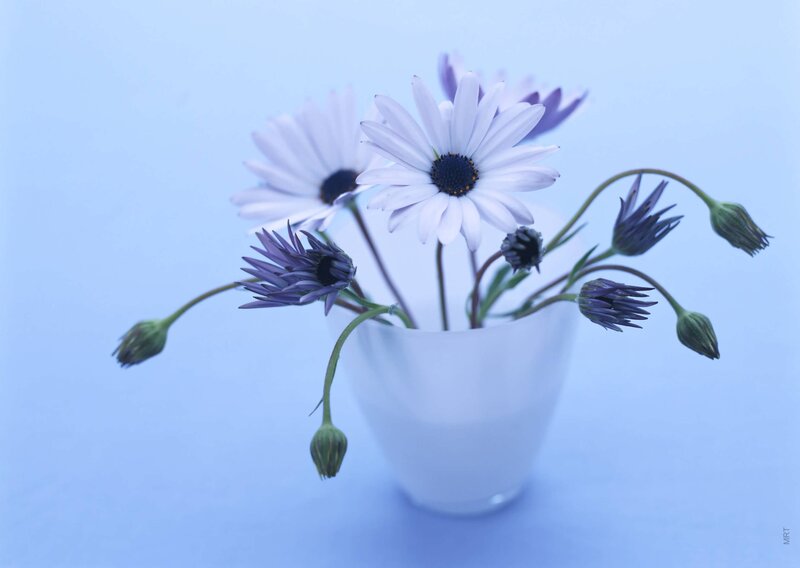 White daisies in a vase