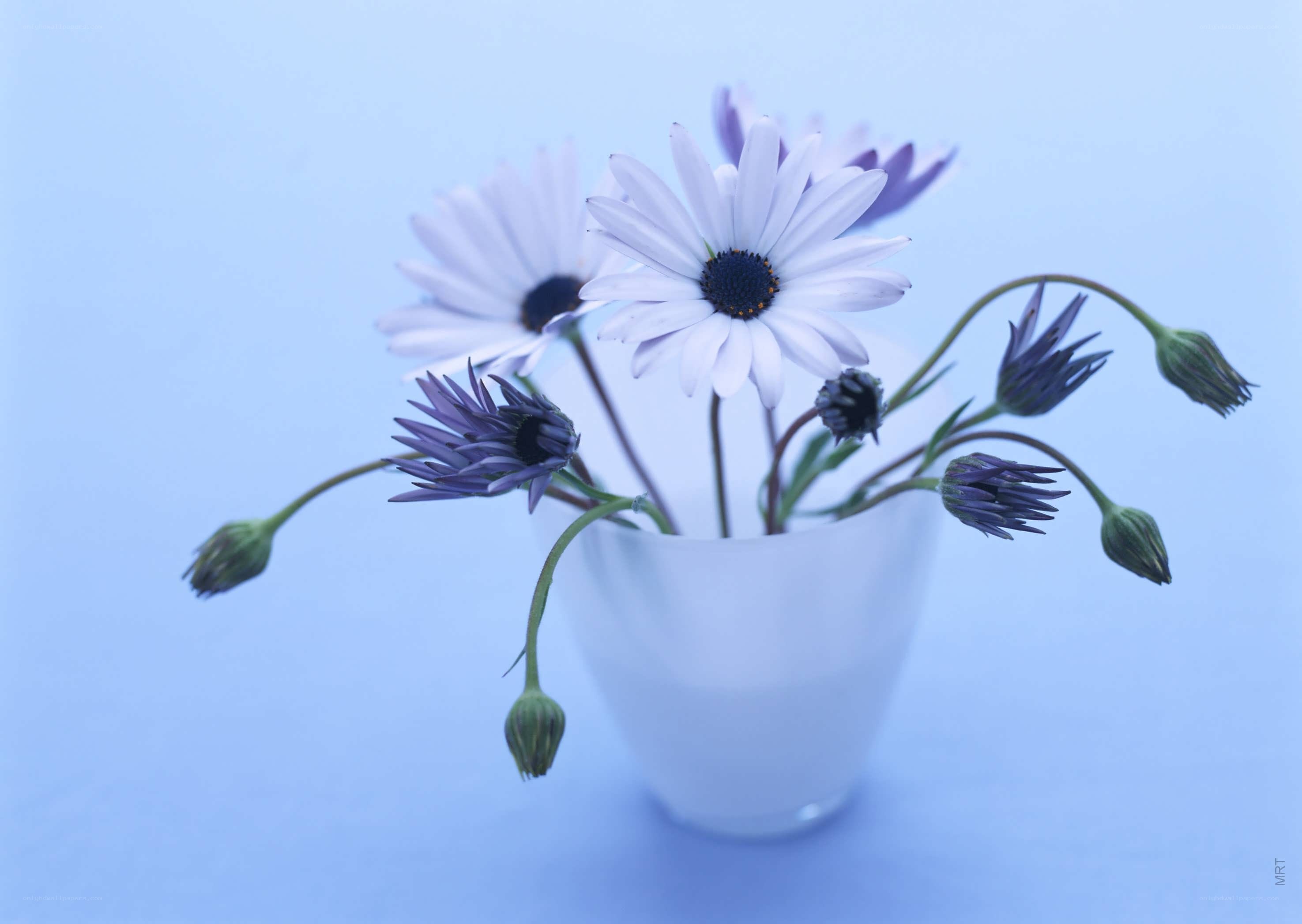 White daisies in a vase