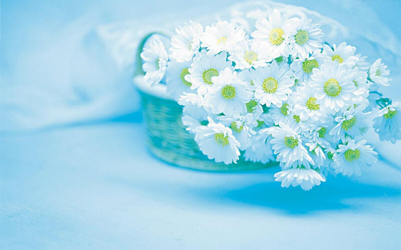 White Daisies in Basket — Blue