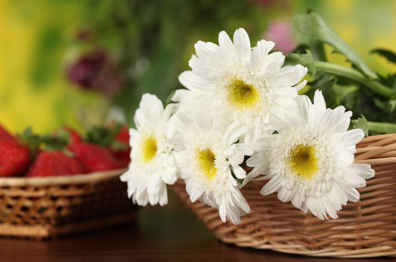 White Daisies in Basket — Calm, Afternoon