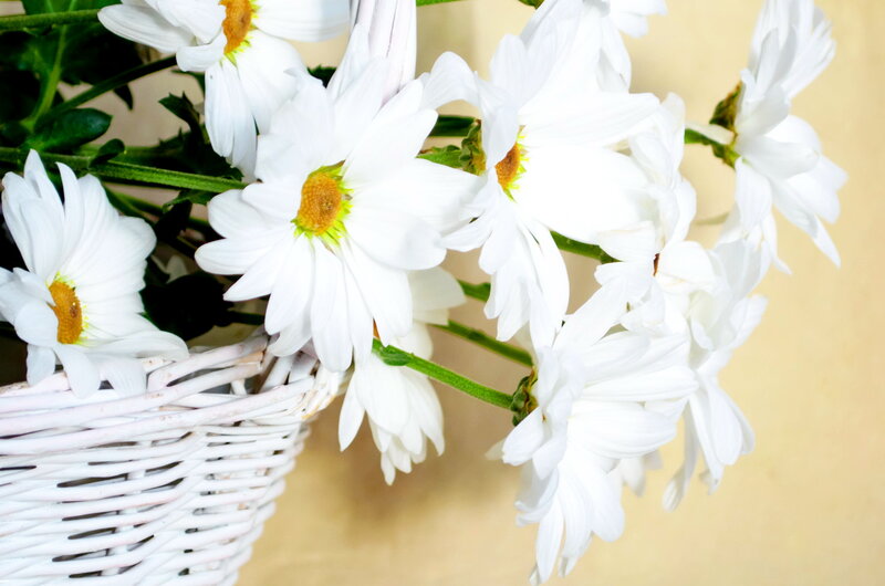 White Daisies in Basket — Calm, Photograph