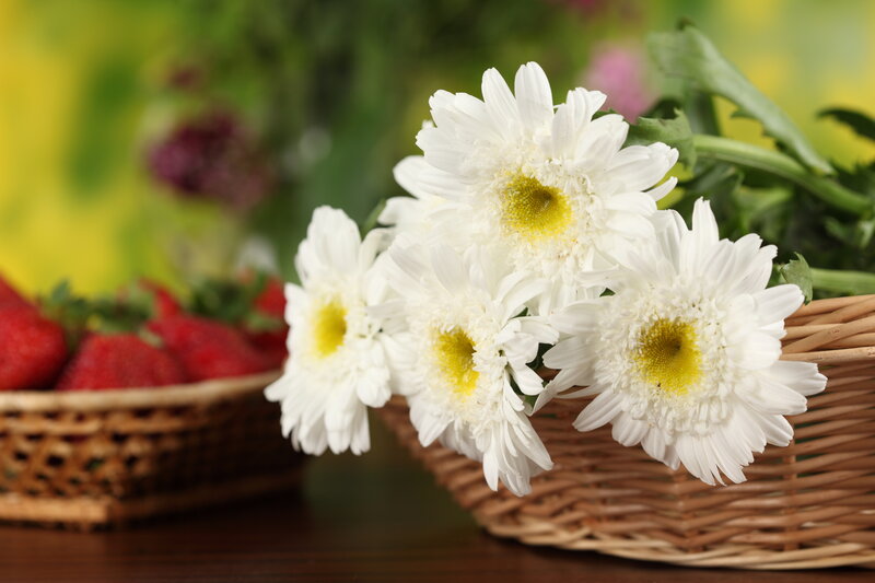 White Daisies in Basket — Calm