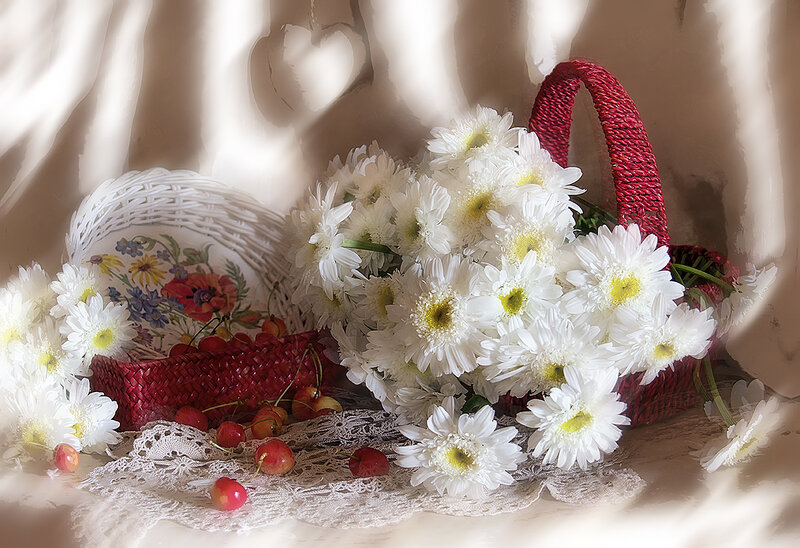 White Daisies in Basket — Serene, Afternoon