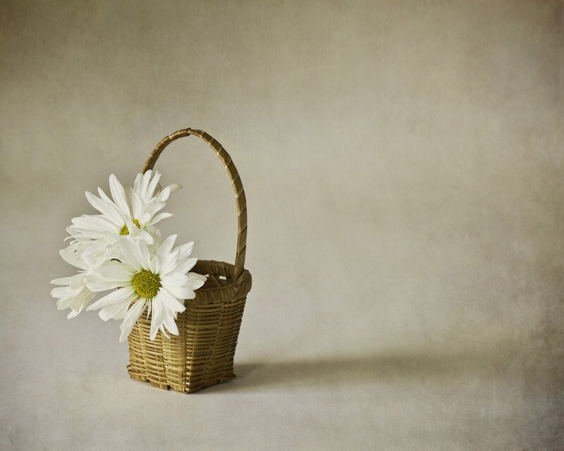 White Daisies in Basket — Serene, Photograph