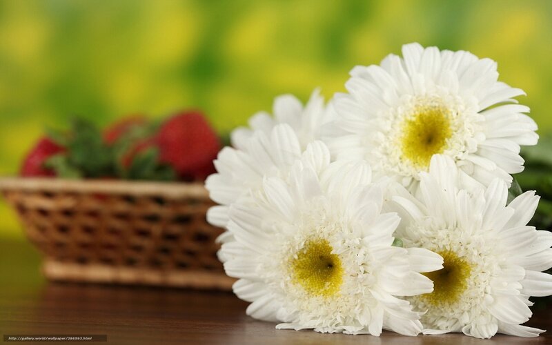 White Daisies in Basket — Serene, Spring, Photograph
