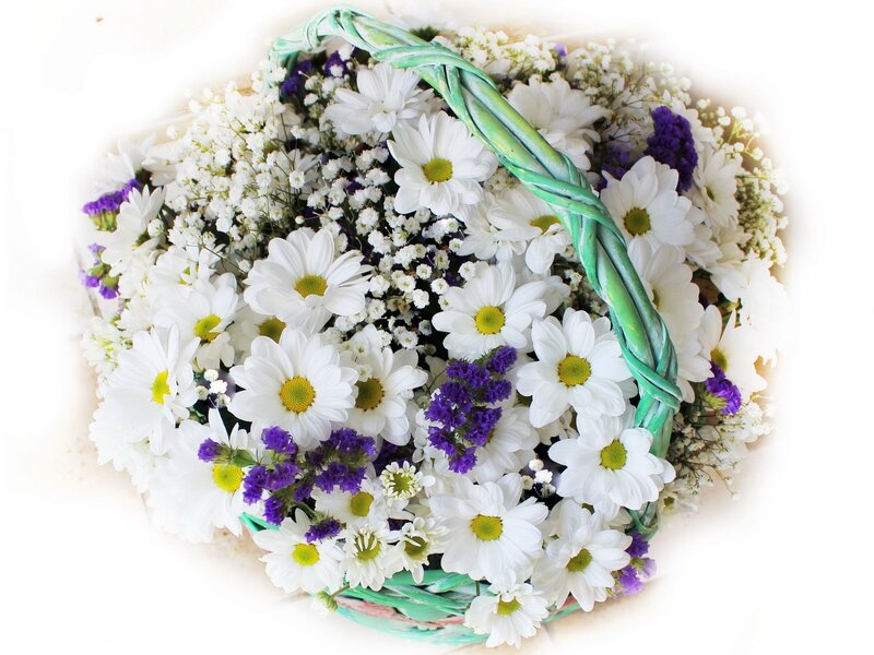 White Daisies in Basket — Serene, Spring